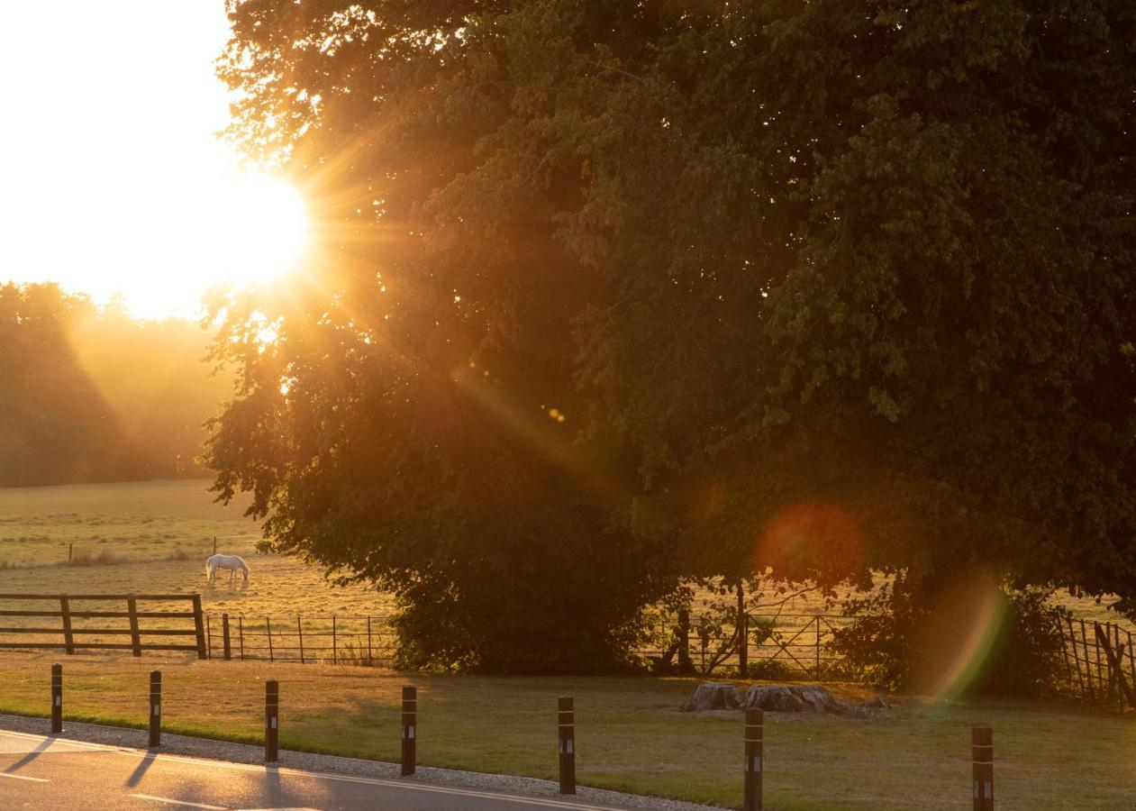 Castlemartyr Resort Hotel Екстер'єр фото The Oak of the Witches